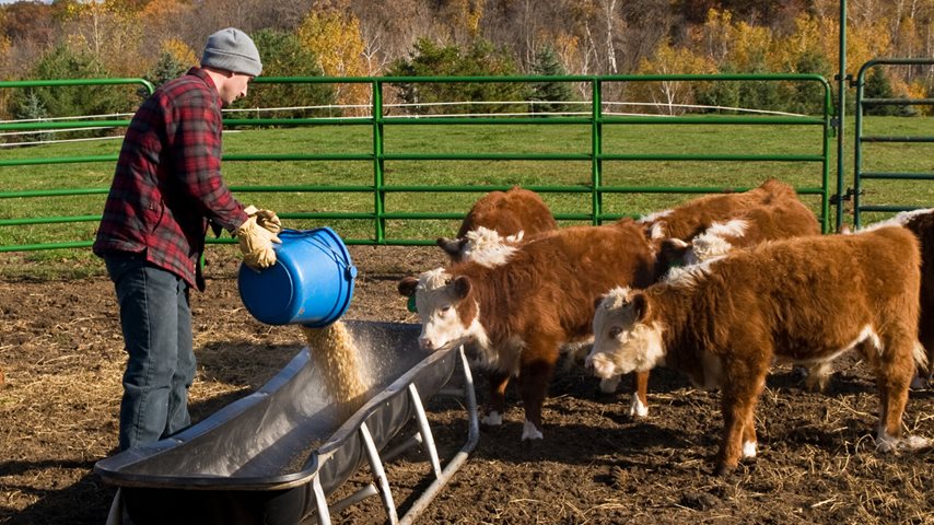 Landmand fodrer sine køer
